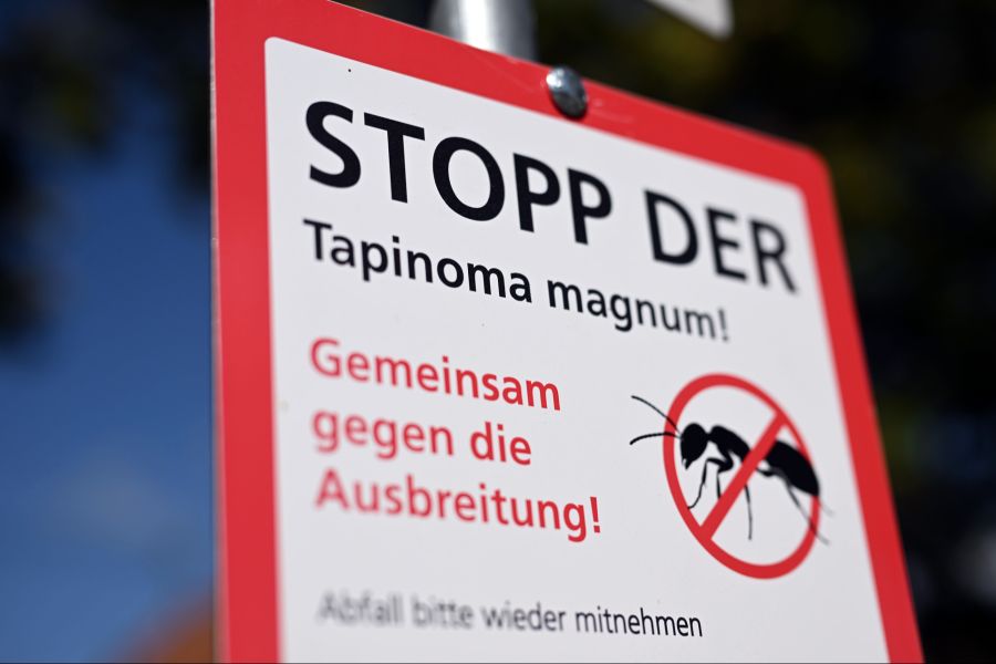 Die invasive Art ist kaum auszurotten und breitet sich schnell zu sogenannten Superkolonien aus.