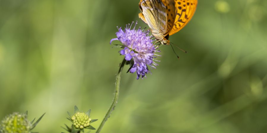 In Armenien wurden weitere Massnahmen beschlossen, um die Biodiversität zu schützen (Archivbild)