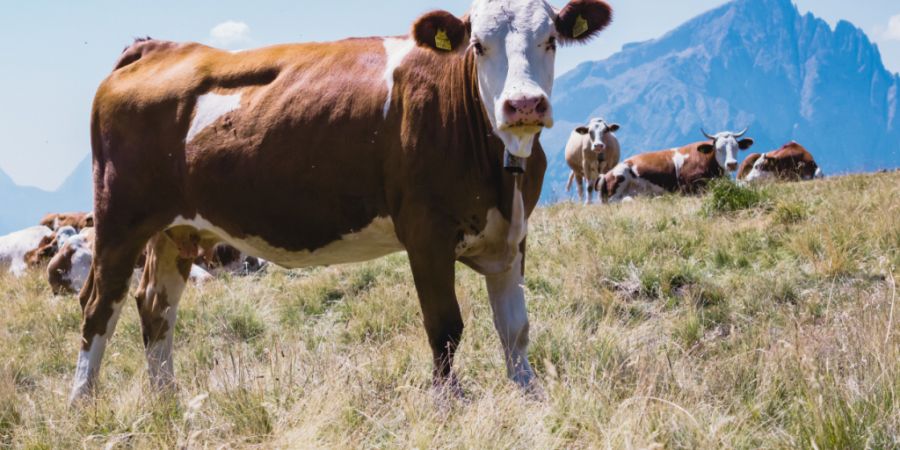 In Vorarlberg stecken sich Rinder vor allem während der Sömmerung auf Alpen an. Dort kommen sie in Kontakt mit Rotwild, das mit TBC infiziert ist. (Symbolbild)