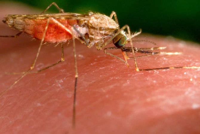 malaria