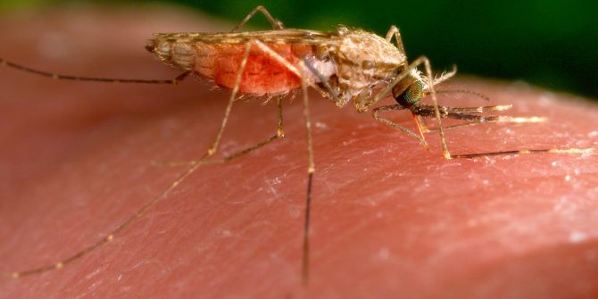 malaria