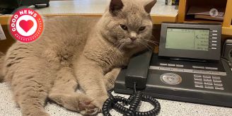 Good News - Kater Muffin ist Mitarbeiter des Monats in Tierarztpraxis