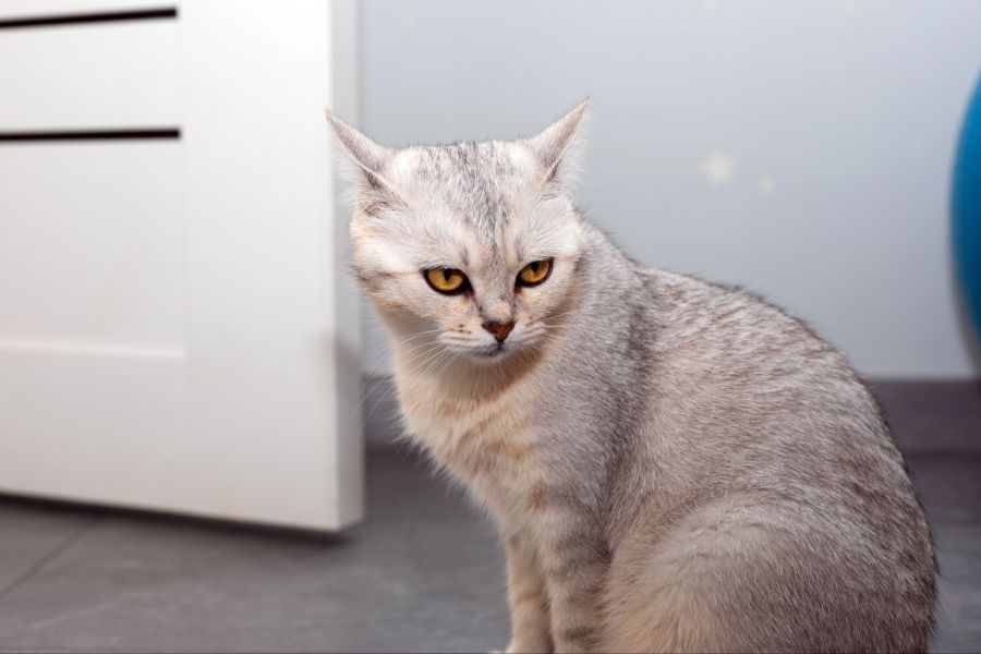Katze