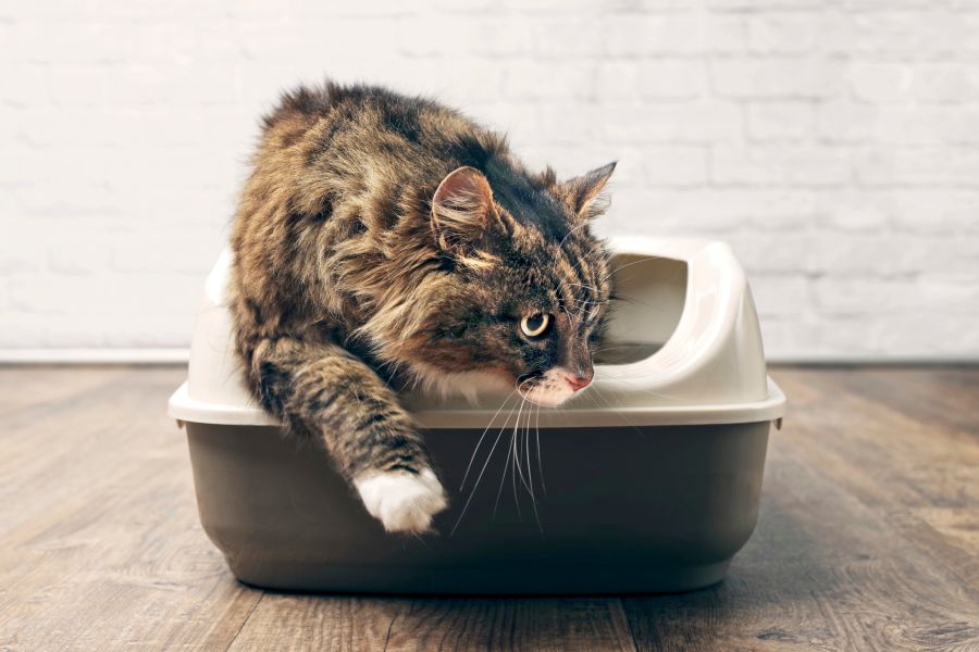 katzen haltung fehler