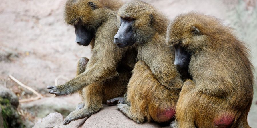Die aus Platzgründen getöteten Paviane wurden zum Teil an Raubtiere des Zoos verfüttert. (Archivbild)