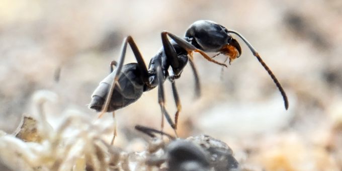 Die Tapinoma-Ameisen breiten sich in der Schweiz aus. Tapinoma-Ameisen