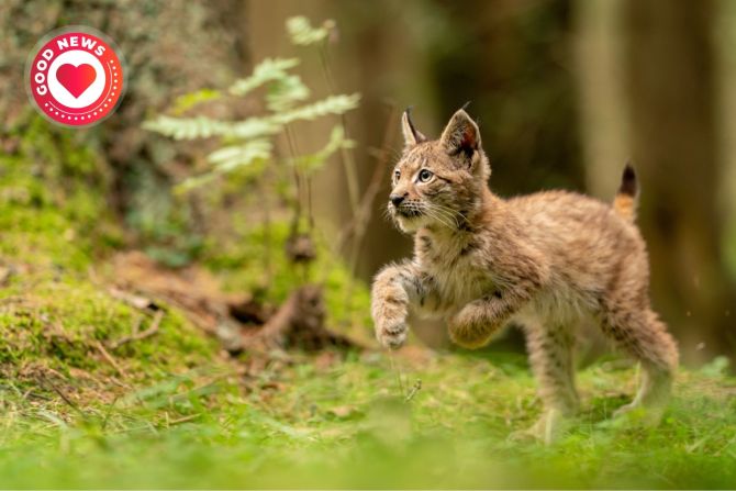 Luchs Tierpark Goldau