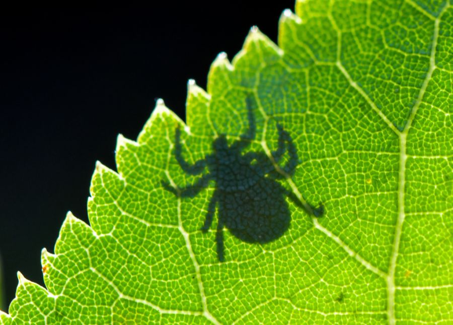Die blutsaugenden Parasiten können neben FSME auch Borreliose, Hasenpest oder Ehrlichiosen übertragen.
