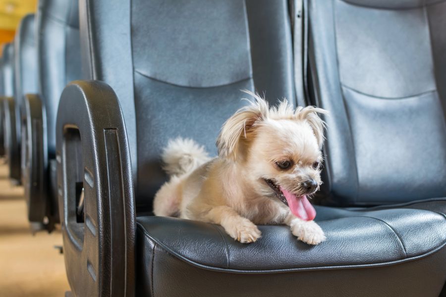 Flugzeug Hund