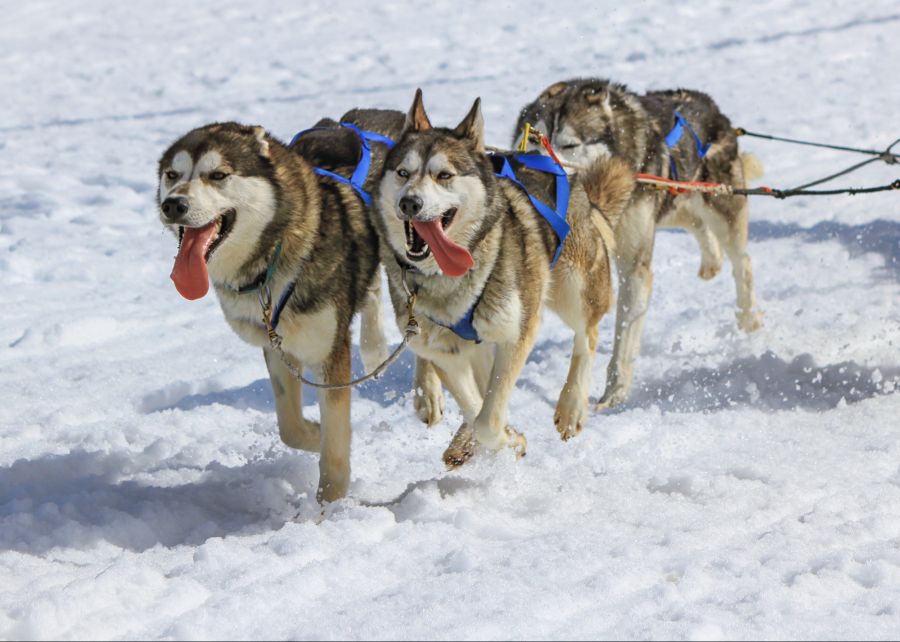 Huskies