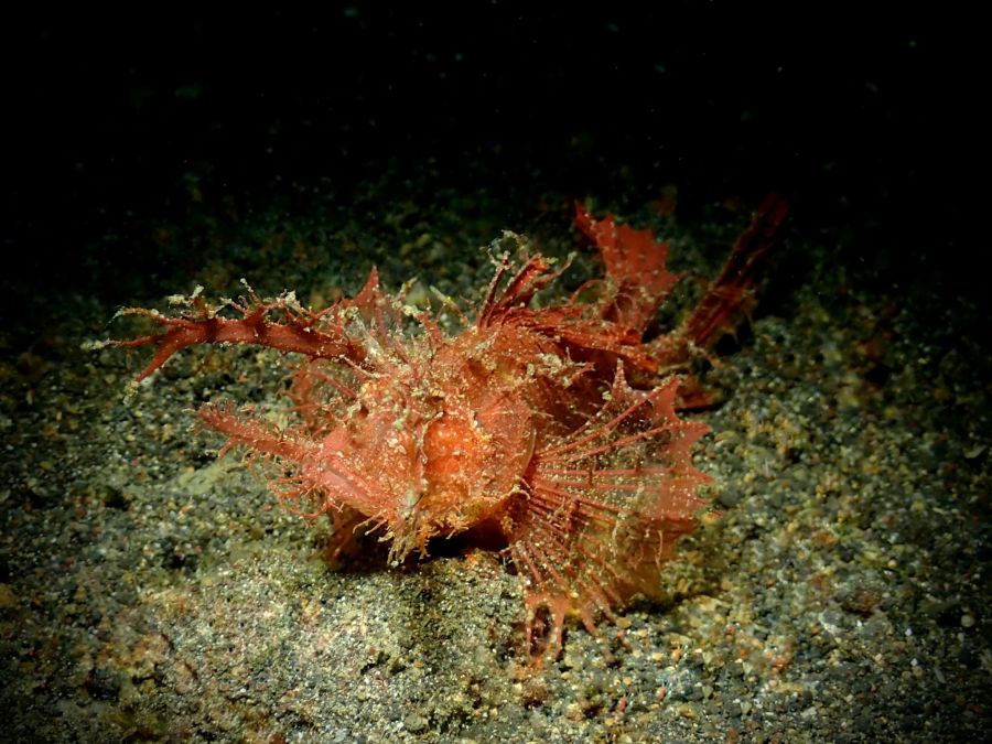 Tauchen Manta Lembeh