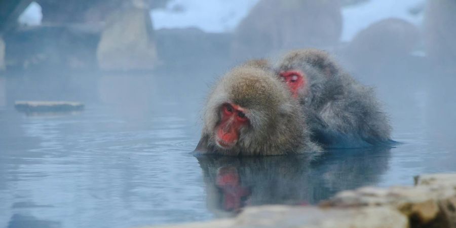 affen baden in onsen