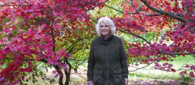 Hofft den Infekt bald überwunden zu haben: Königin Camilla. termine königin camilla