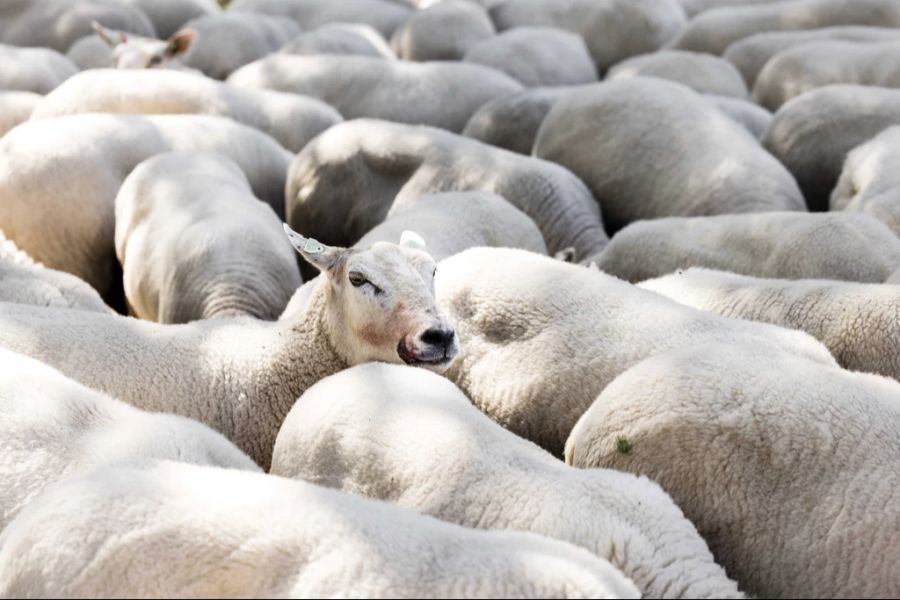 Insgesamt 40 Tiere sind bereits daran gestorben.