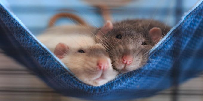 Wer gerne Hausratten hält, sollte auf Hygiene achten, um allergische Reaktionen zu minimieren. Ratten