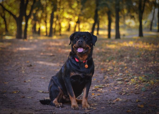 Rottweiler
