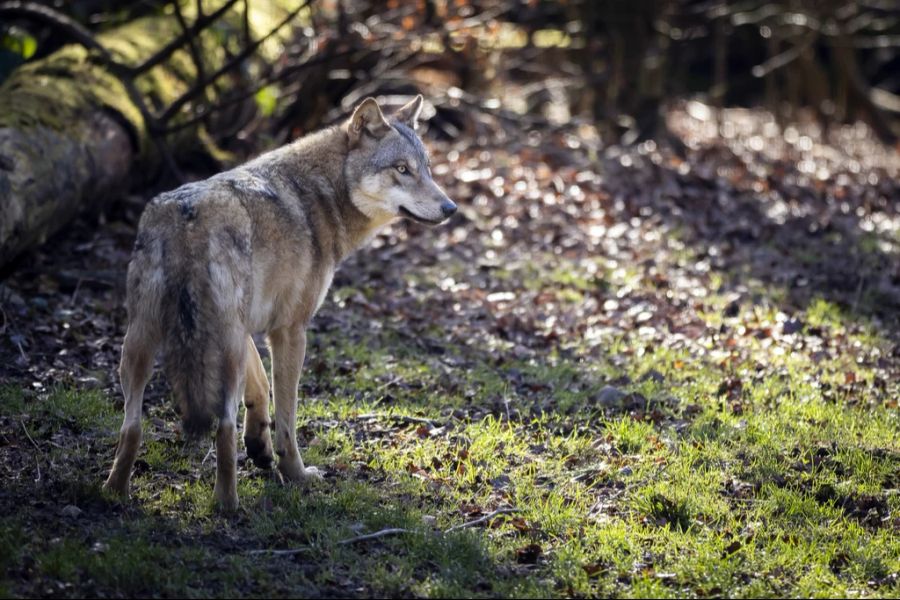 Die neue Regelung stösst auf Kritik von Umweltorganisationen. Dieses Bild ist aus dem Wildpark Bruderhaus in Winterthur ZH. (Symbolbild)