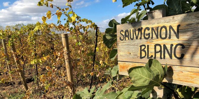 Sauvignon-Blanc-Schild, Weinberg