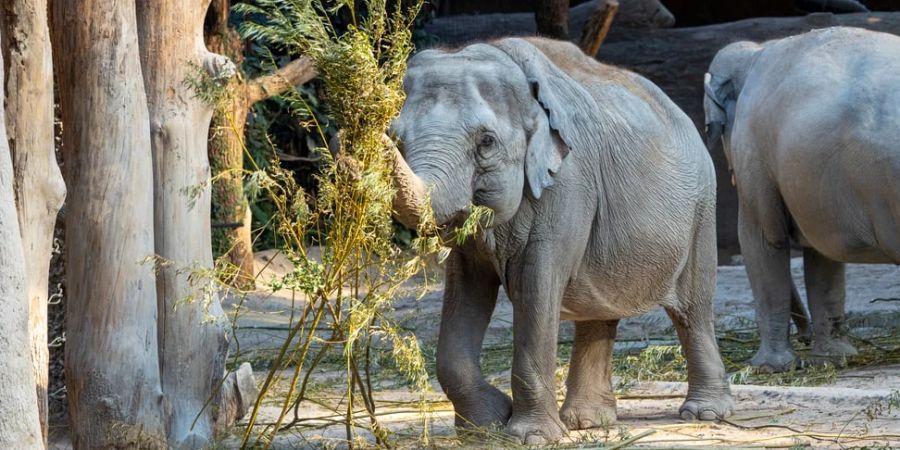 Elefant Zoo Zürich