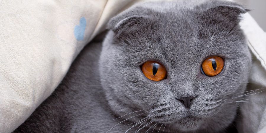 Das besondere Merkmal der Scottish Fold sind die abgeknickten Faltohren.