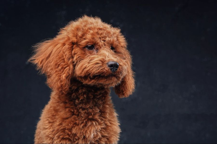 Zwergpudel zählen zu den Hunderassen, die zwar eine intensive Fellpflege brauchen, aber wenig haaren.