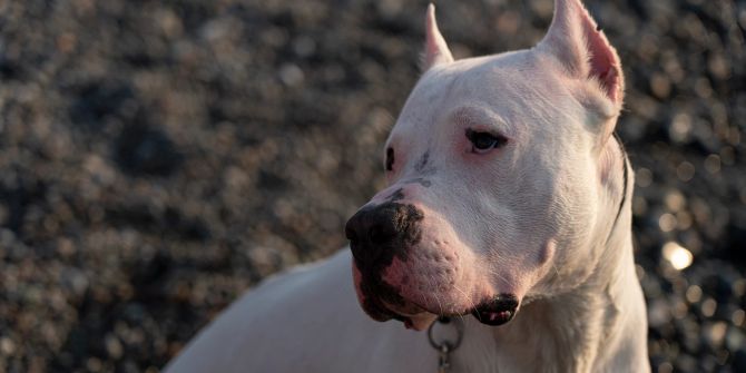 Dogo Argentino