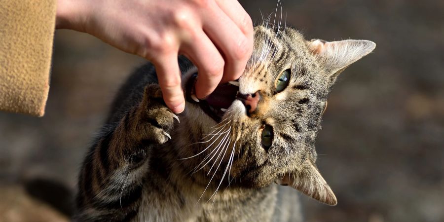 Hand streichelt Katze.