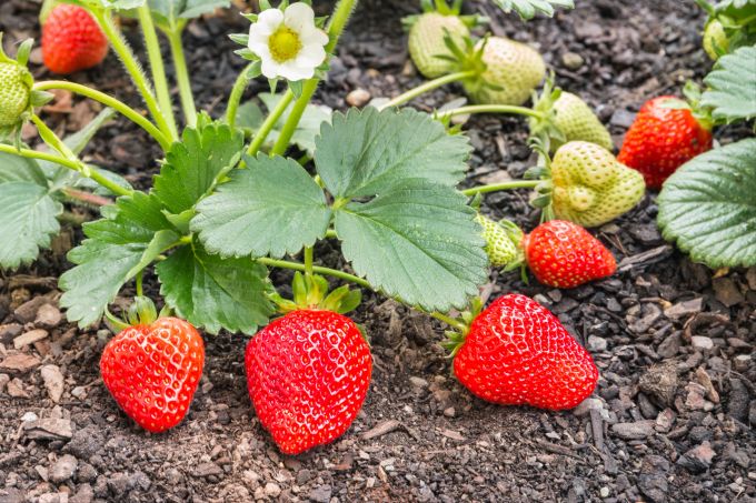 Erdbeeren stecken voller Vitamin C. Erdbeeren