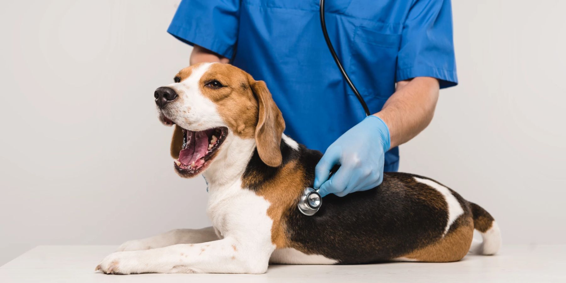 Was der Hund Ihnen durch Gähnen wirklich sagen will Nau Tiere