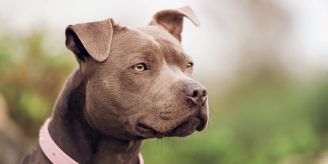 Biss Frau - Veterinäramt schläfert Hund ein – Halterin weiss von nichts Biss Frau - Veterinäramt schläfert Hund ein – Halterin weiss von nichts