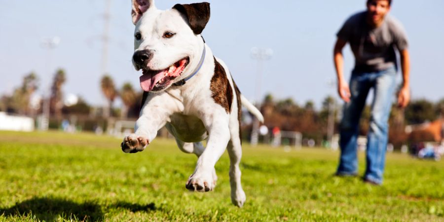 Pitbull Park spielt Mann