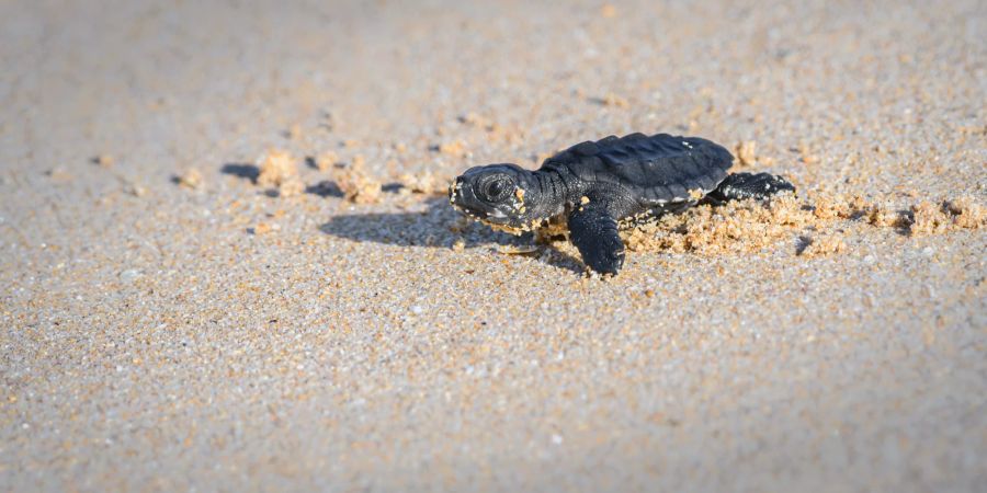 Eine Babyschildrkröte alleine auf dem Sand.