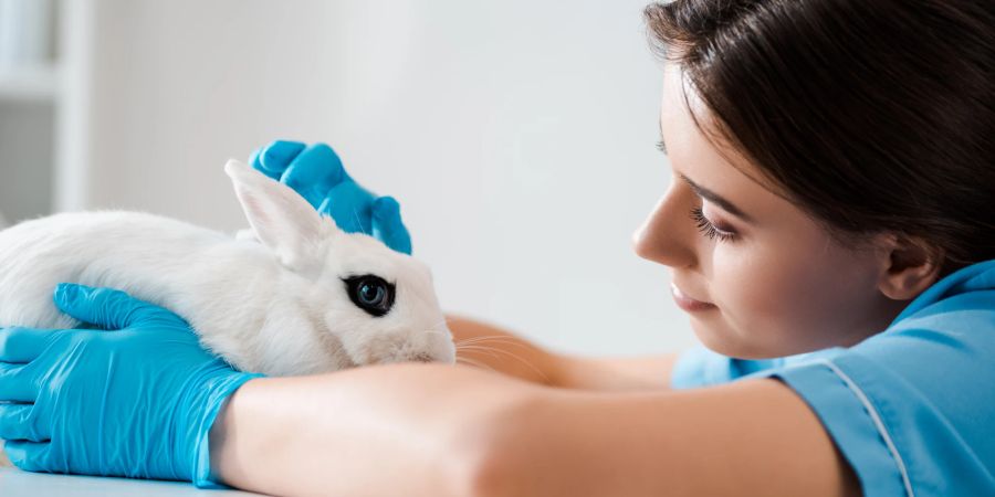 Versäumen Sie es nicht, regelmässig mit Ihrem Kaninchen zum Tierarzt zu gehen.
