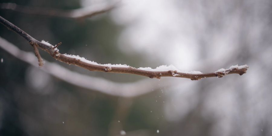 Schnee auf Ast