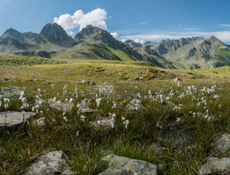 Blumen am Rätikon.