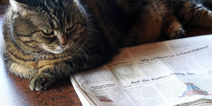 Bieten Sie Alternativen. Die Fellnase sollte nicht verscheucht werden, da sie diese Geste verunsichern kann. Katze bei Zeitung.