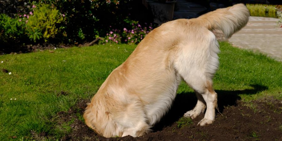 Hund Vergraben Essen Loch