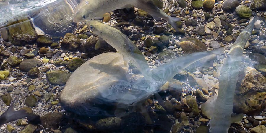 DNA-Analysem ermöglichen genauere Bestimmung der Artenvielfalt von Fischen. (Archivbild)