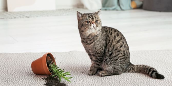 Katze mit umgeworfenem Pflanzentopf