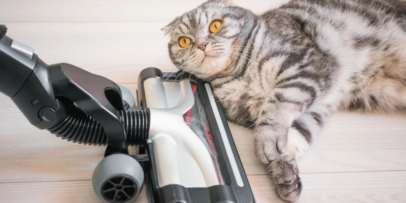 Katzenstreu mit Staubsauger absaugen: Eine gute Idee? | Nau Tiere