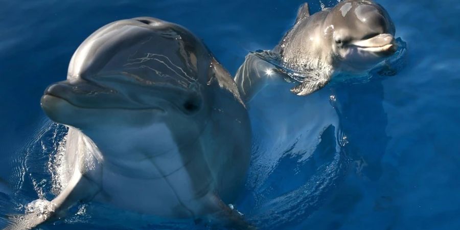 For bottlenose dolphins, it's the taste of urine and signature whistles that allow them to recognize their friends at a distance, according to a study published in Science Advances