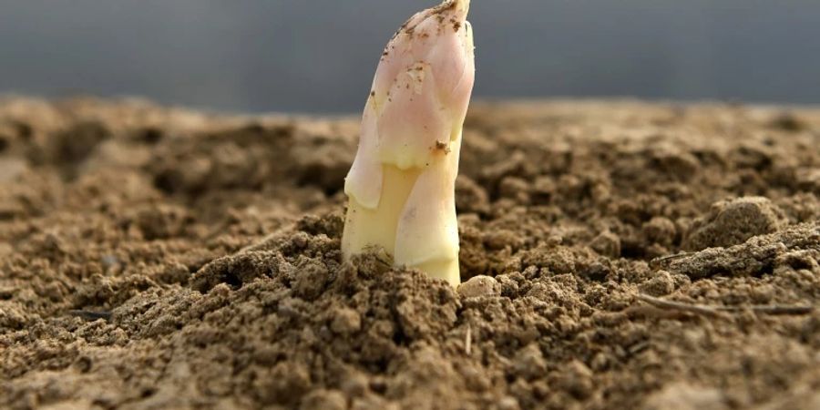 Spargel auf einem Feld