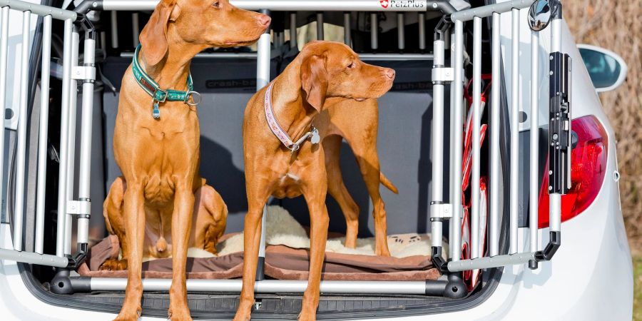 Klar, ein ganzes Rudel Hunde im Kleinwagen, das wird eng. Aber generell ist wegen einem Hund nicht gleich ein extra grosses Auto oder ein SUV nötig.
