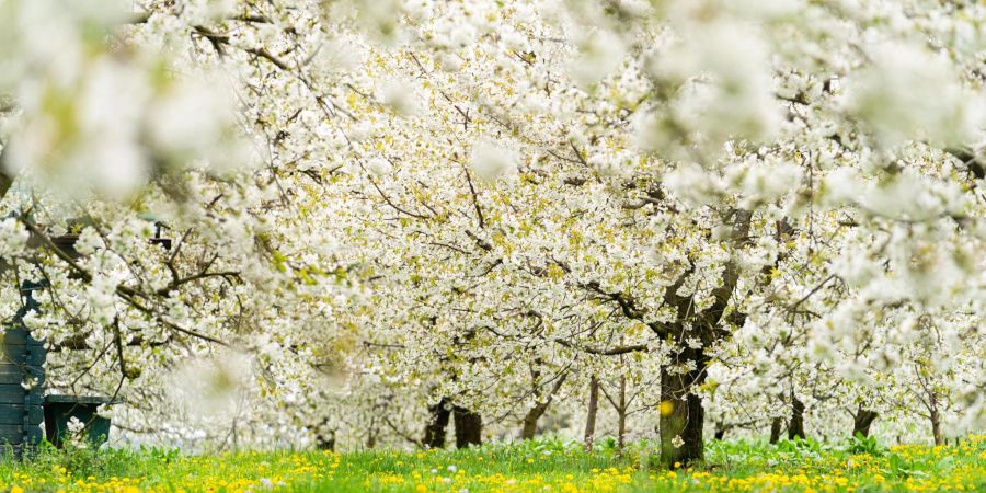 Blühende Kirschbäume prägen derzeit die Landschaft in der Fränkischen Schweiz.