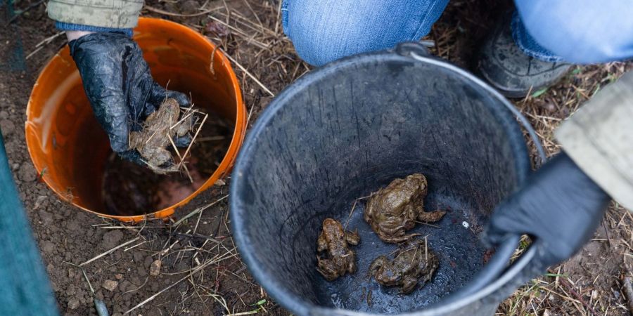 Eine freiwillige Helferin des Bund Naturschutzes (BUND) legt Erdkröten und Grasfrösche in einen Eimer, um diese sicher über eine Strasse zu transportieren.