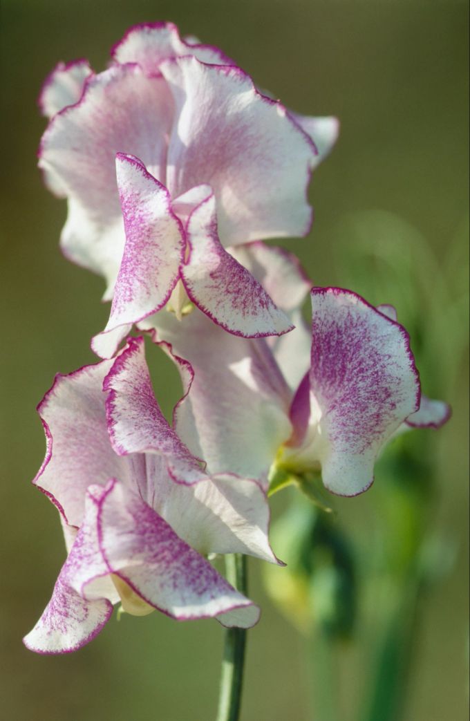Auch eine Cool Flower, wenn auch nicht an allen Standorten: die Duftwicke. Cool Flower Duftwicke Standort