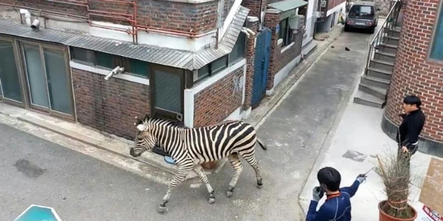 Das Zebra Sero bei seinem Stadtspaziergang