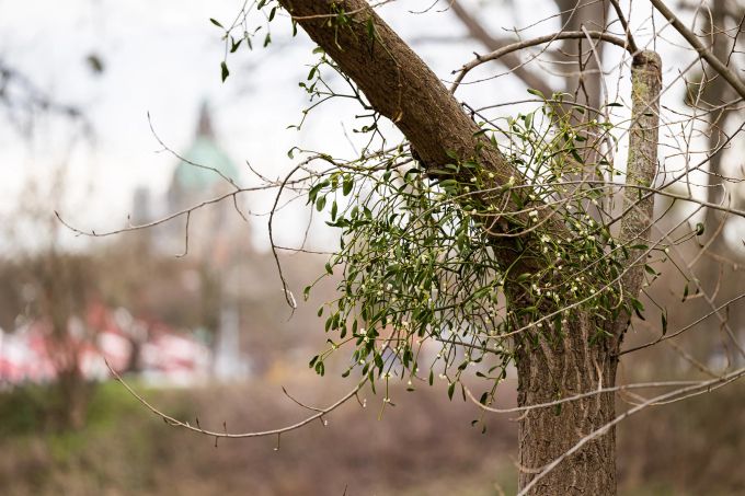 Besonders geschwächte Bäume können sich kaum gegen sie wehren: Misteln. Misteln Baum Parasit