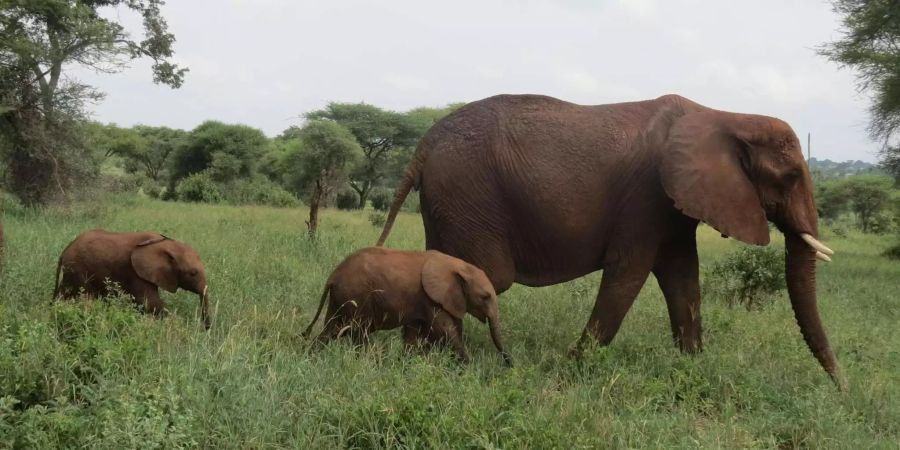 Die betagte Elefantenkuh Eloise brachte letzten August Zwillinge zur Welt. Bild: WCS Tanzania Program