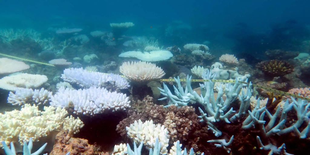Coral reefs are growing back on Australia’s Great Barrier Reef